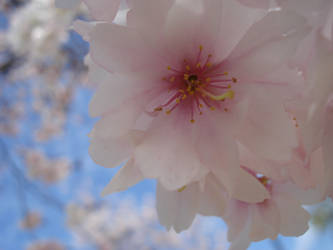 The Cherry Blossom