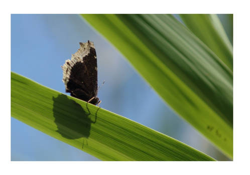 Shadow of a Butterfly