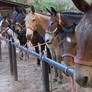 Mules and Horses All In a Row