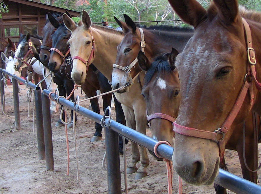 Mules and Horses All In a Row