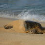 sunbathing sea turtle