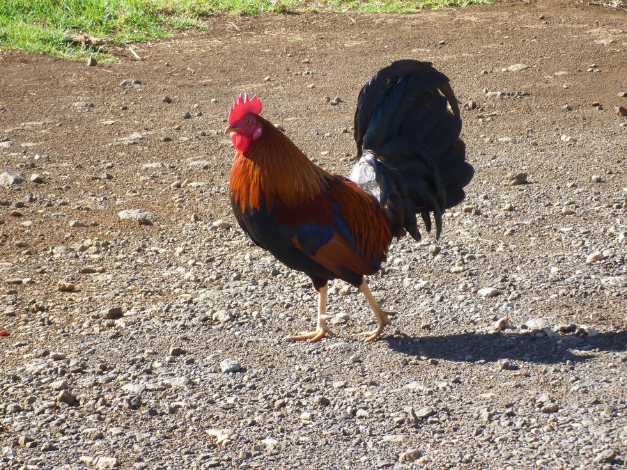 Rooster in the Sunlight