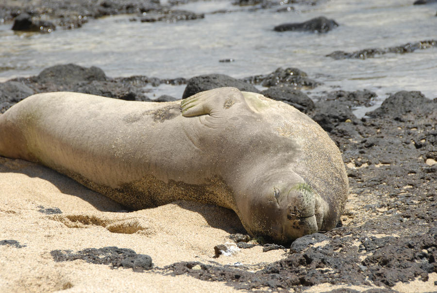 Hawaiian Monk Seal Sunbathing