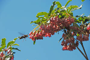 Wasp Landing on Tree