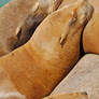 Sleepy Baby Sea Lions