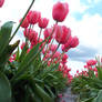 Bug's View of Pink Tulips