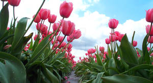Bug's View of Pink Tulips
