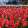 Tulips and Tractor