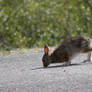 The Rabbit Crossing the Road