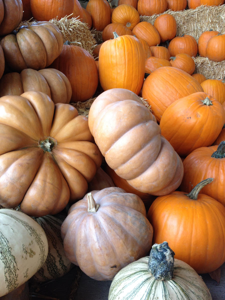 Lots of Pumpkins