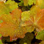 Rain-soaked Autumn Leaves 2