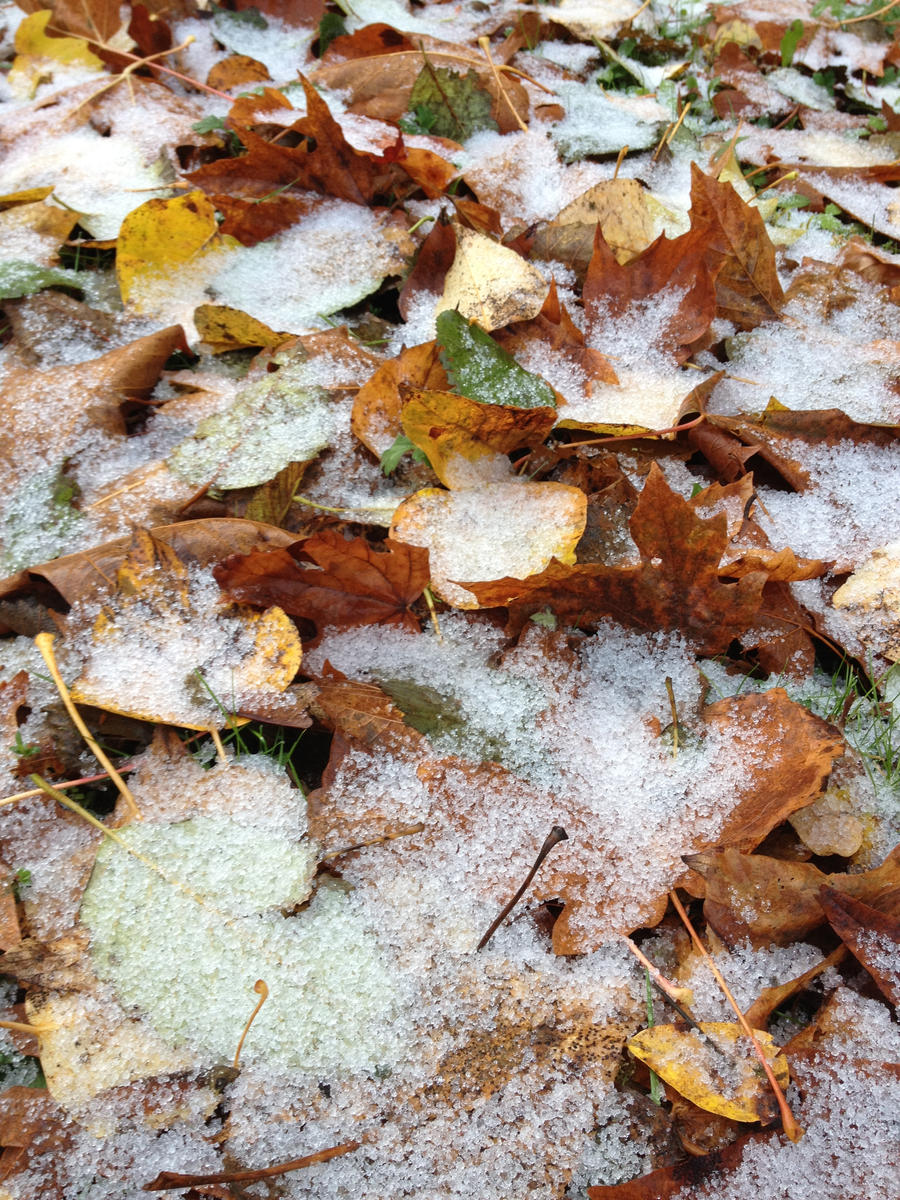 Frosted Leaves