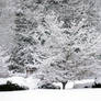 Winter Snow on Tree