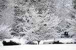 Winter Snow on Tree by MogieG123