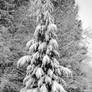 Large Snowy Evergreen Tree