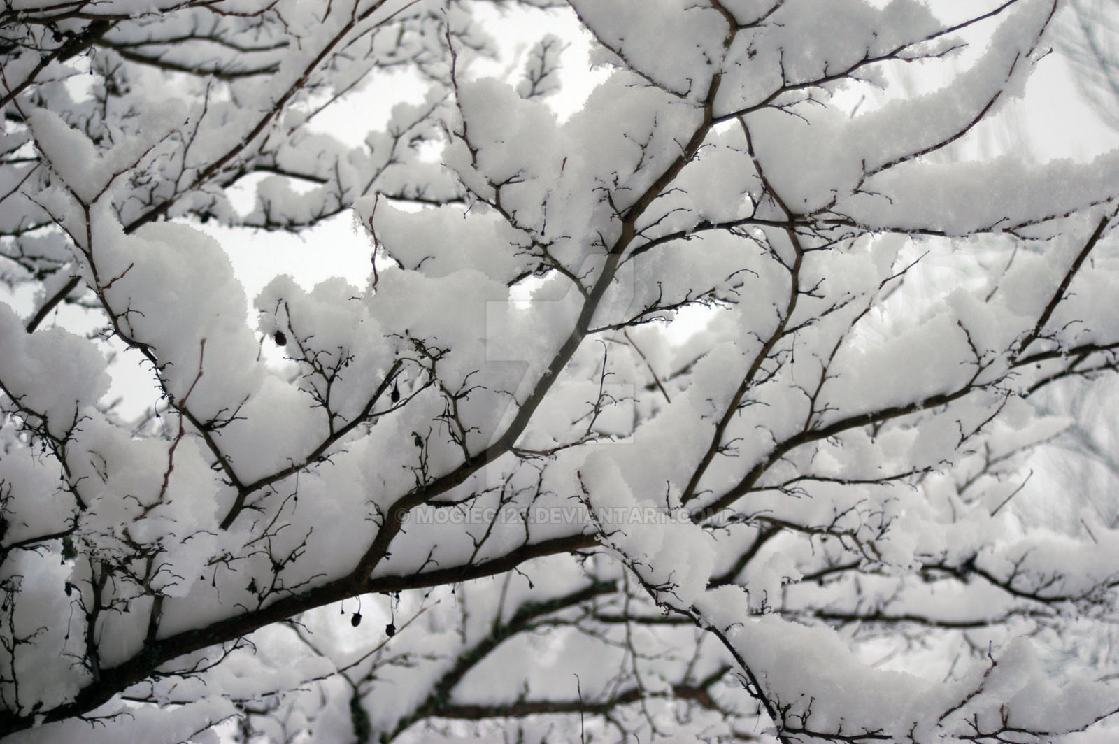 Snow on Branches