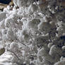 Snow-covered bushes at night