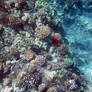 A coral landscape