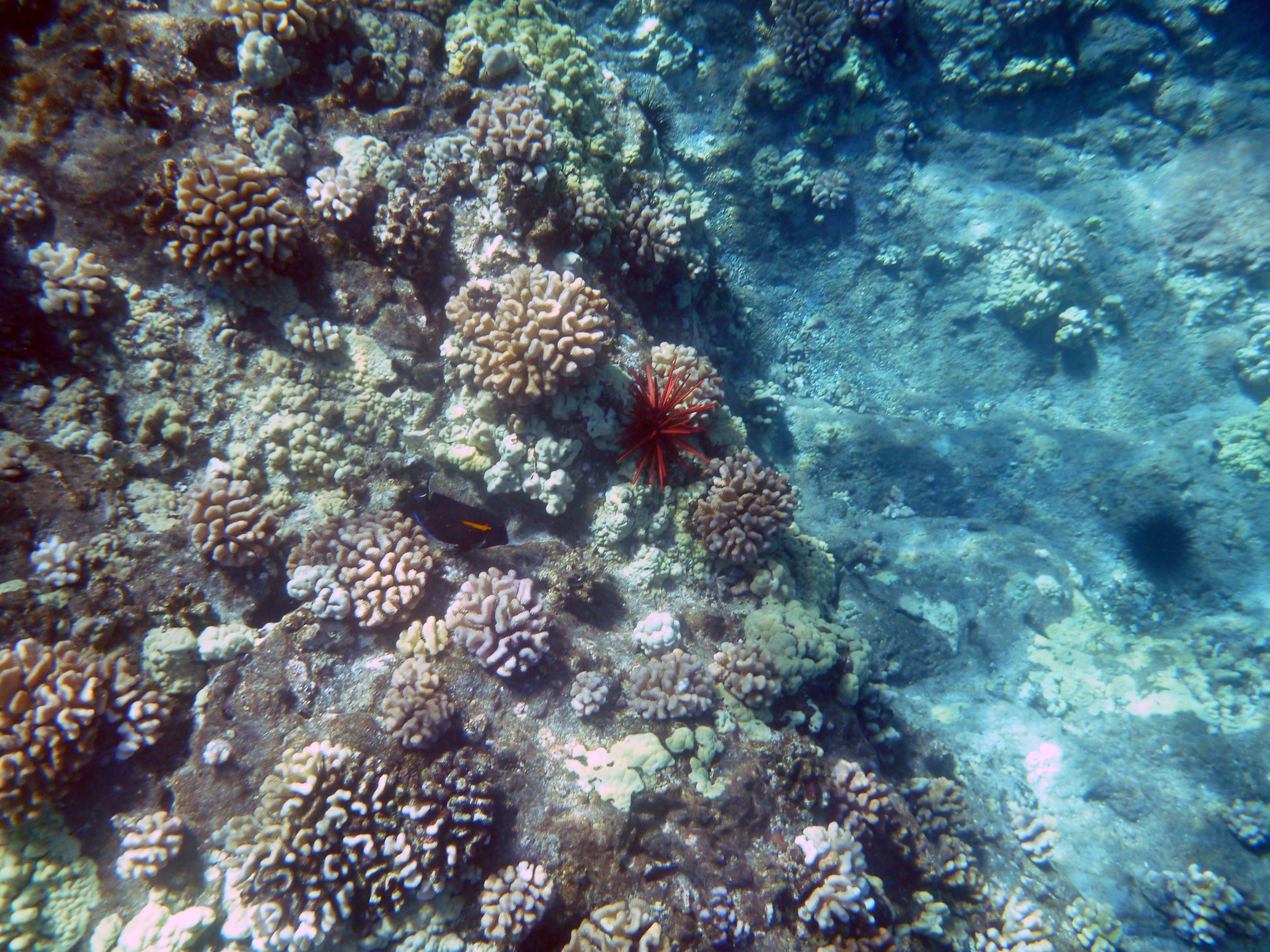 A coral landscape