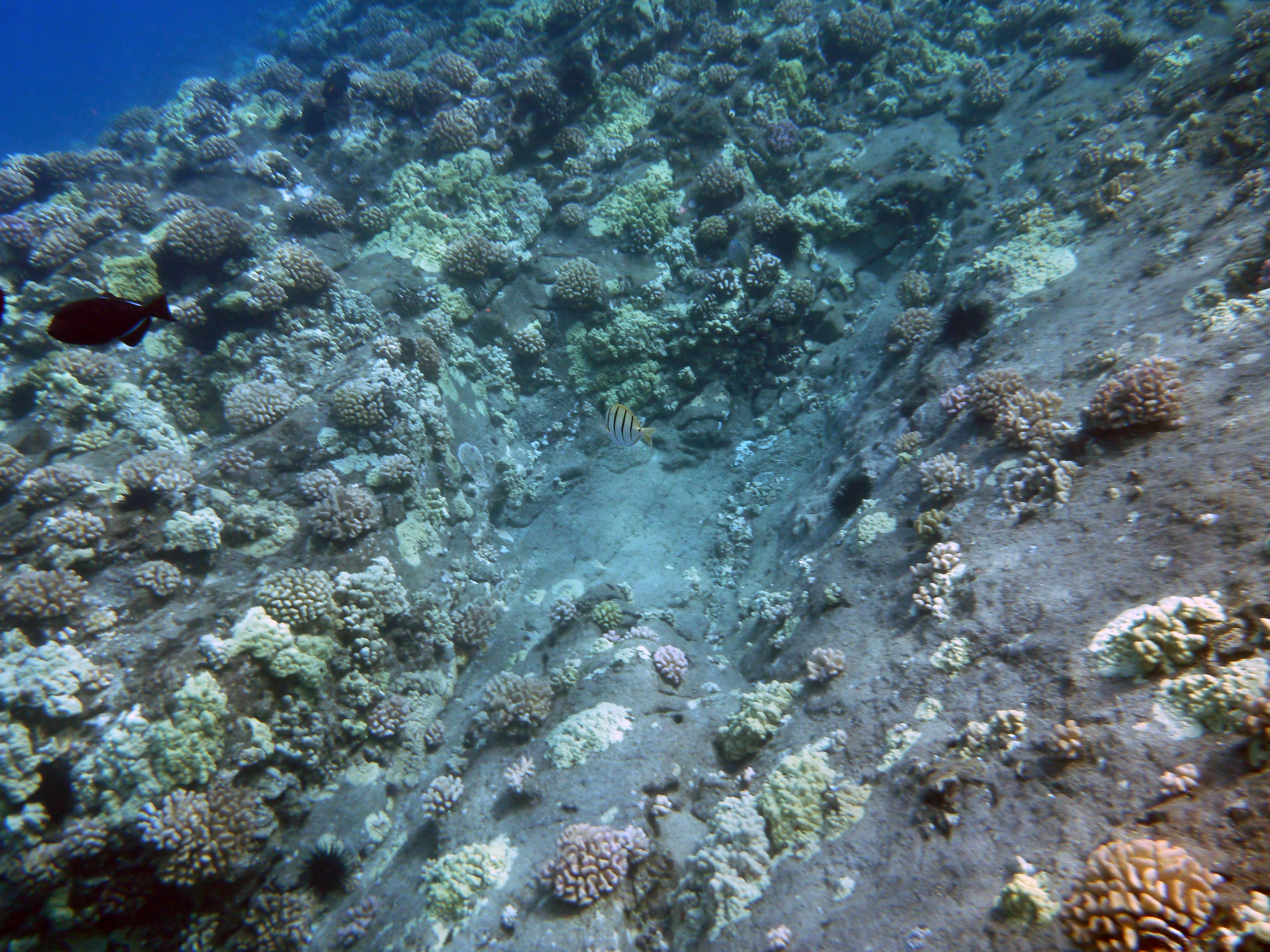 A Coral Reef