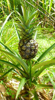 Do Pineapples Grow on Trees?