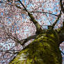 Cherry Blossoms in the Sky