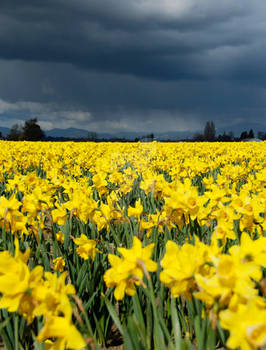 Sunshine and Rain