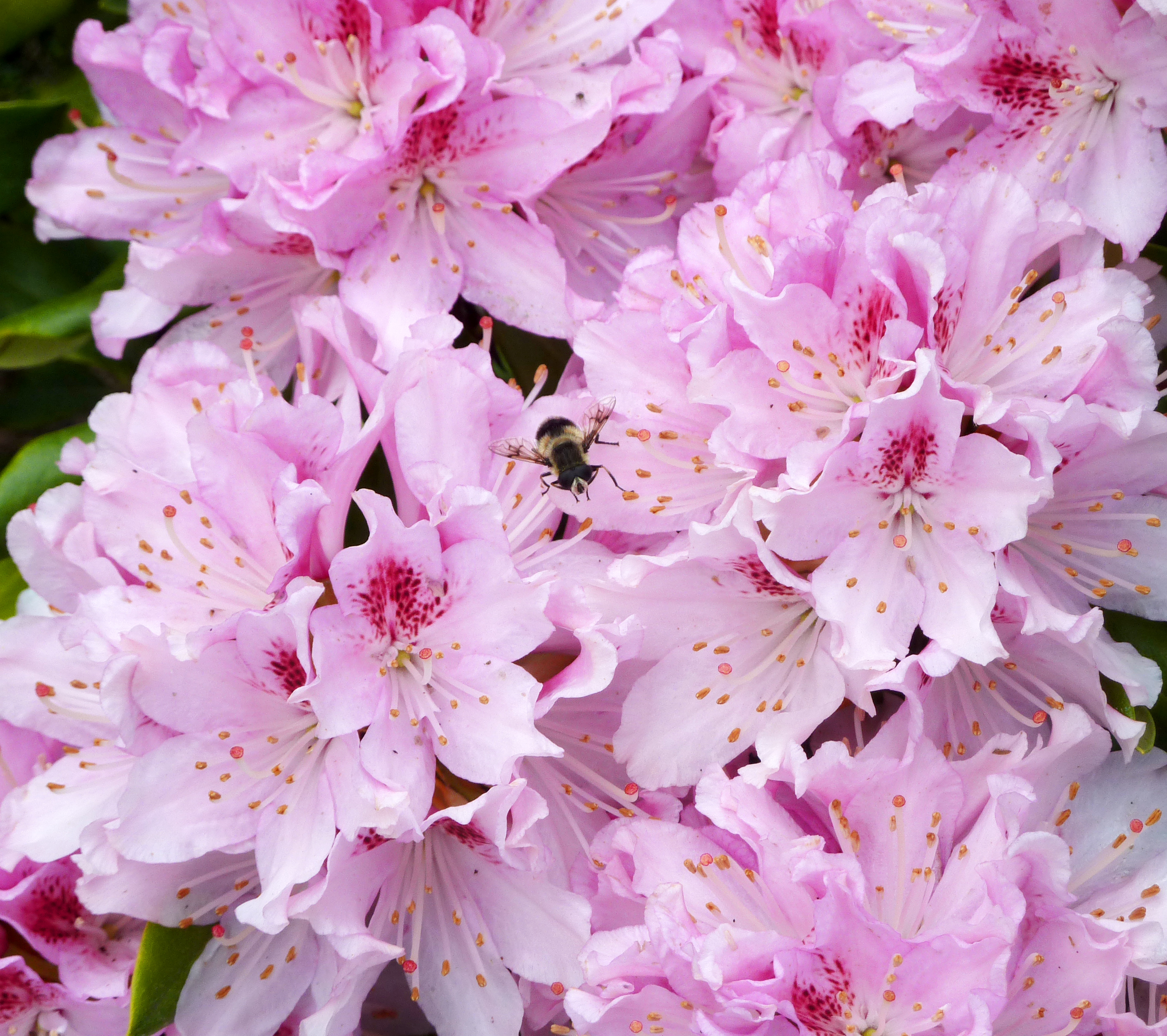 Bee on My Rhody