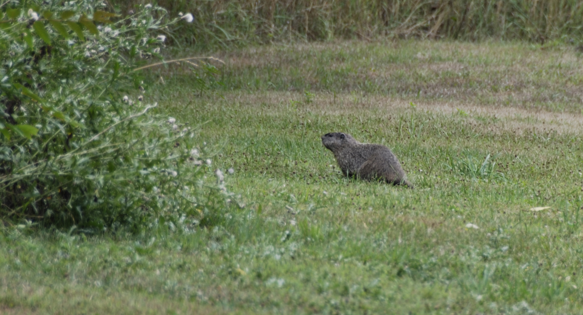 Pennsylvania Groundhog