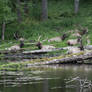 A Resting Herd of Elk