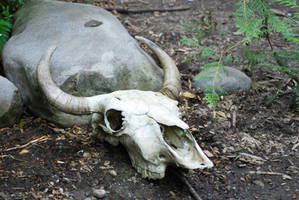 Bull Skull