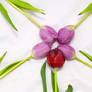 Valentine Tulip Design