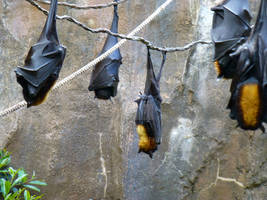 Bats!