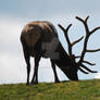 Elk Antler Silhouette