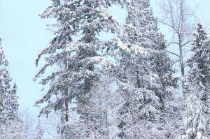 Snow-covered trees