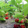 Strawberry Patch at ground level