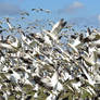 Wall of Snow Geese