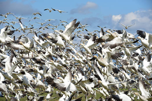 Wall of Snow Geese