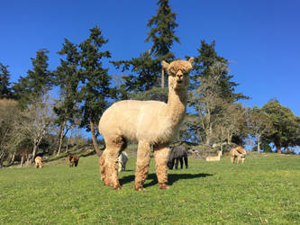 My friend, the Alpaca