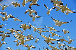 Snow Geese Over Head