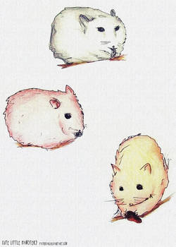 cute little hamsters