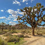 Joshua Tree (20220903 231626086 iOS PS2f)