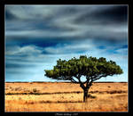 Bluest Above The Tree by Hubzay