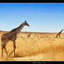 Giraffes Go On Forever