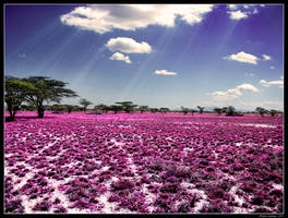 The Meadow Of Life