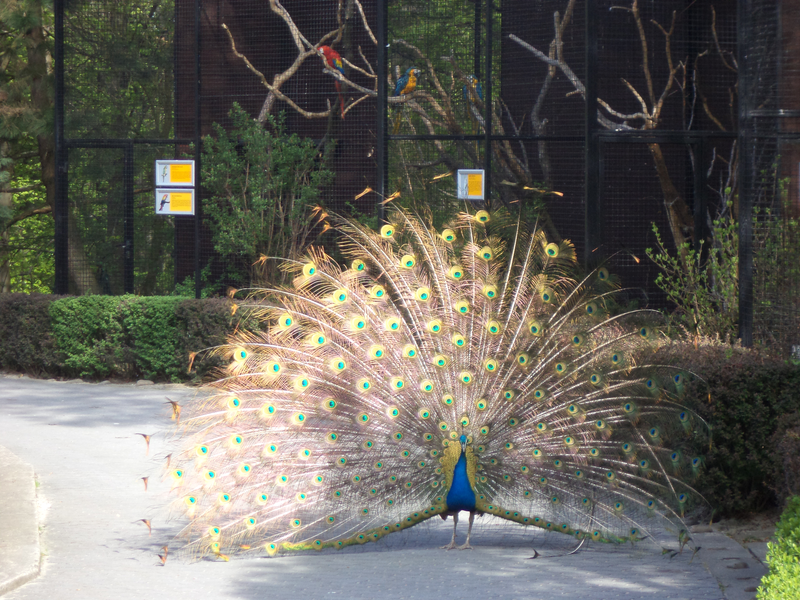 Peacock at Cracow Zoological Garden