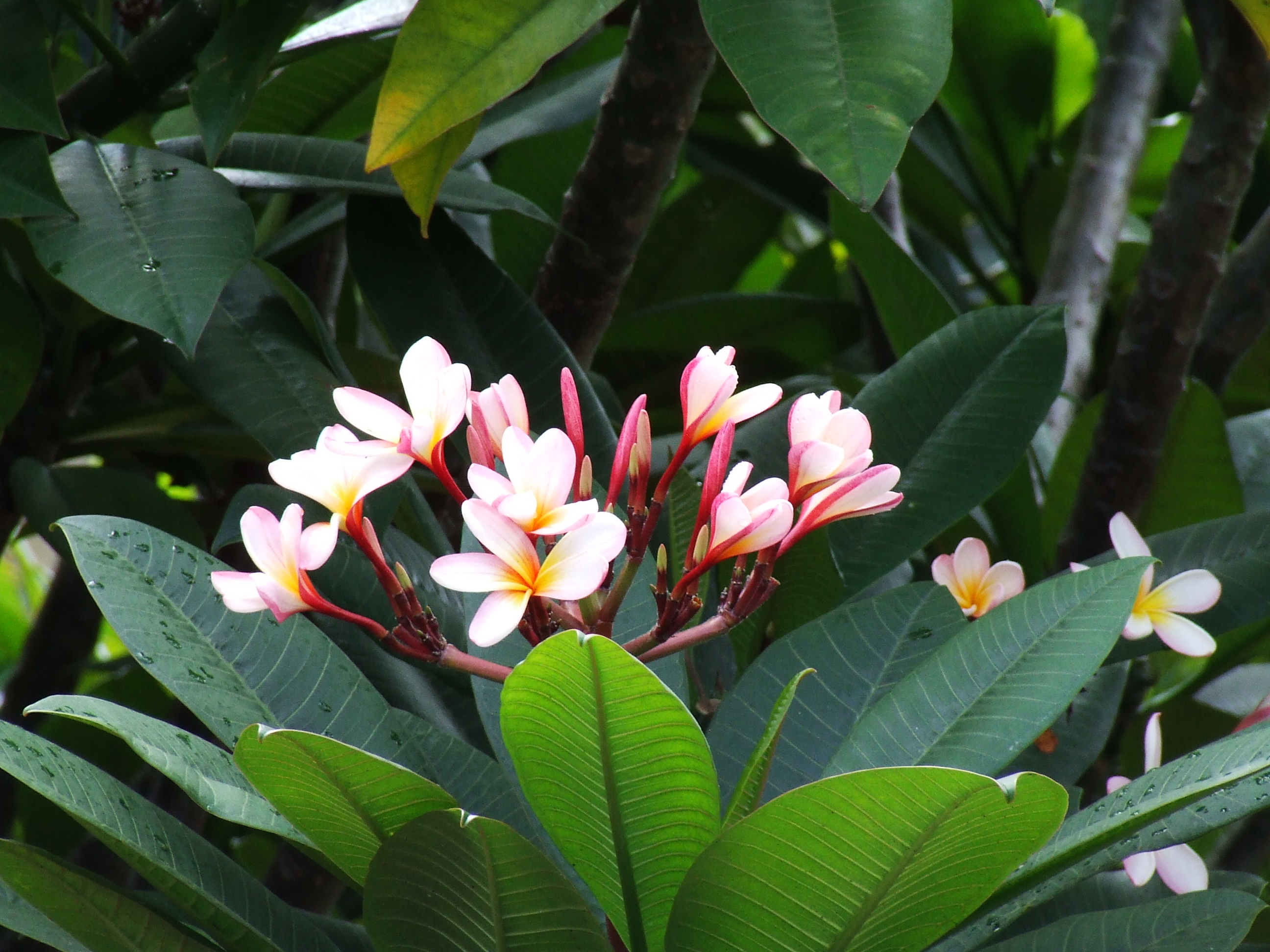 Frangipani tree