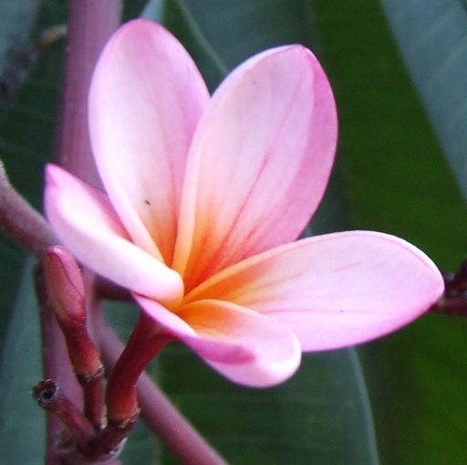 Pink Frangipani