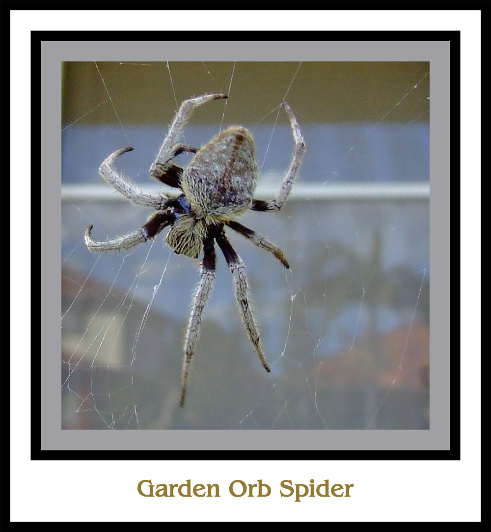 Garden Orb Spider 'front'