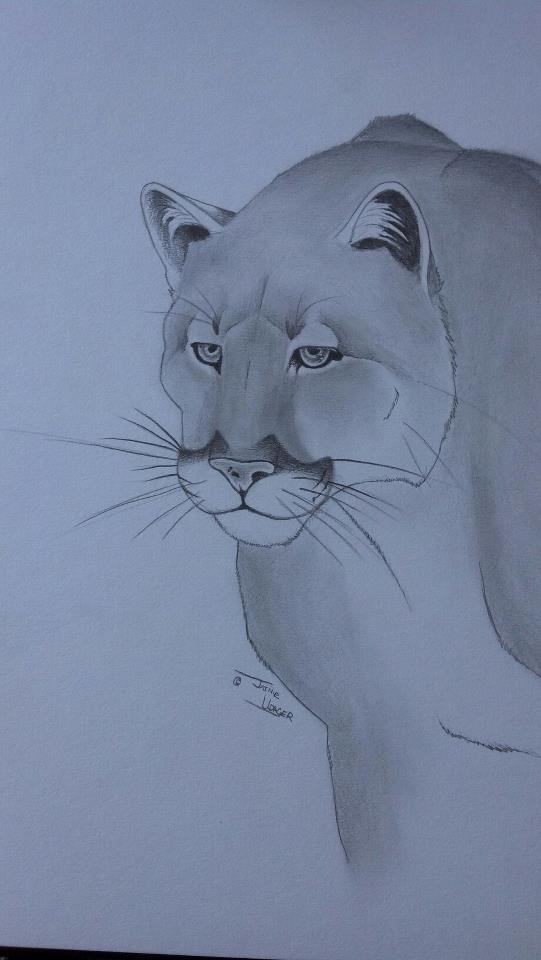 Mountain Lion (B/W Illustration)